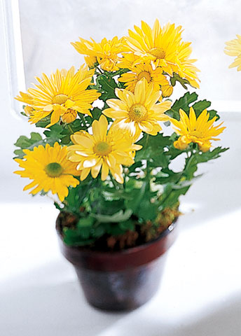 Daisy Chrysanthemum (Sm)