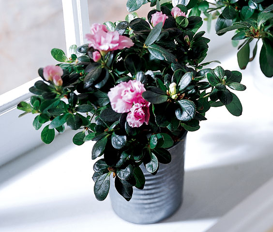 Azalea (Sm)